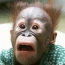 monkey - wallpaper preview