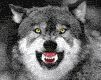 wolf - wallpaper preview