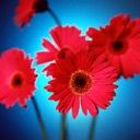 gerbera - wallpaper preview