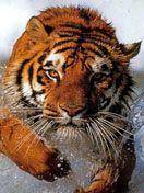 - - wallpaper preview