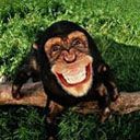 monkey - wallpaper preview
