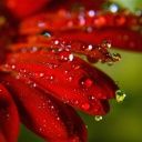 gerbera - wallpaper preview