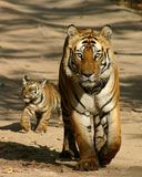 tiger - wallpaper preview