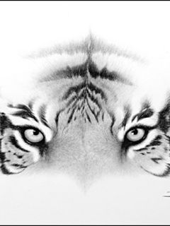 Tiger - wallpaper preview
