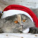 cat - wallpaper preview