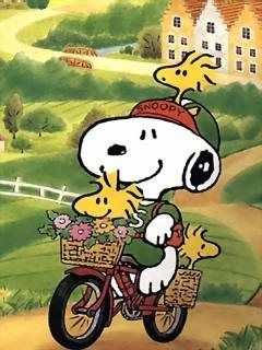 - - wallpaper preview