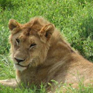 Lion