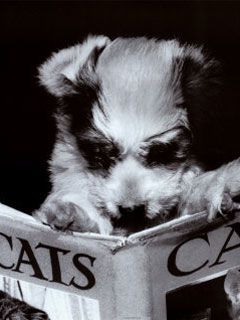Dog - wallpaper preview