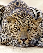 leopard - wallpaper preview