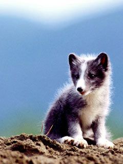 Arctic Fox Kit - wallpaper preview