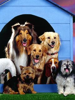 - - wallpaper preview