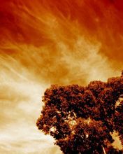 - - wallpaper preview