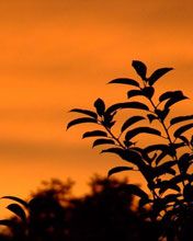 sunset - wallpaper preview
