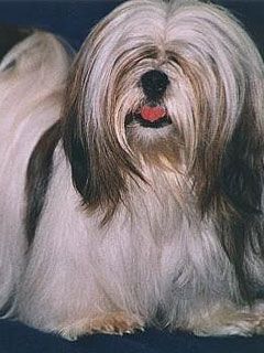 - - wallpaper preview