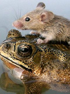mouse frog big - wallpaper preview