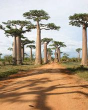 Madagascar - wallpaper preview