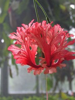 - - wallpaper preview