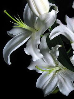 flower - wallpaper preview