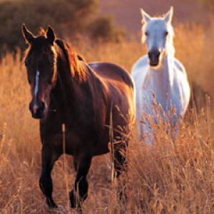 horse