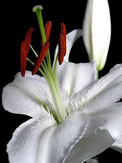 flower - wallpaper preview