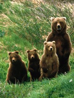 bear - wallpaper preview