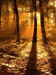 - - wallpaper preview