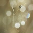 - - wallpaper preview