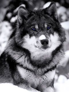 wolf - wallpaper preview