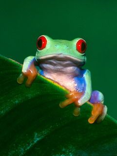 Frog - wallpaper preview