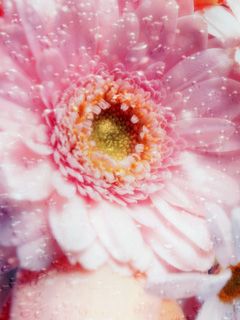 Gerbera - wallpaper preview