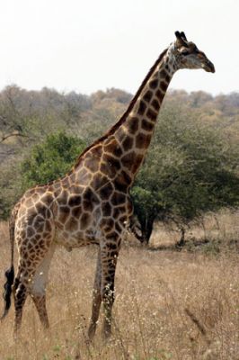 Giraffe - wallpaper preview