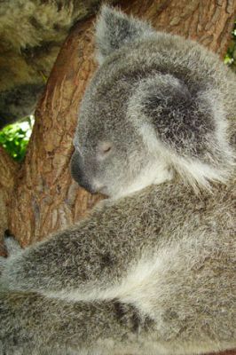 Koala - wallpaper preview