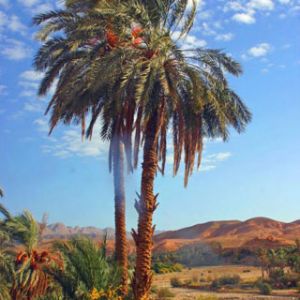 Nakhla
