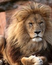 - - wallpaper preview