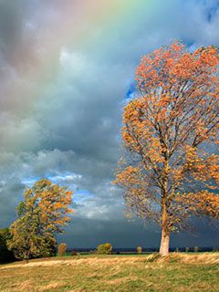 Rainbow Trees - wallpaper preview