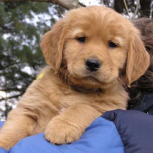 Golden Retriever 
