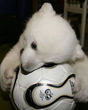Knut - wallpaper preview