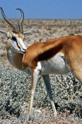 Springbok Namibia - wallpaper preview