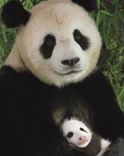Panda - wallpaper preview