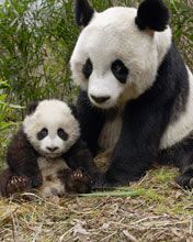 Panda - wallpaper preview