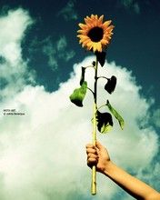 Sun - wallpaper preview