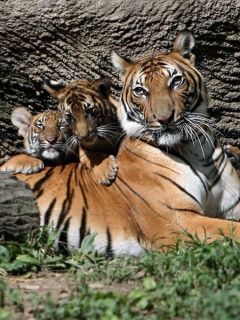 Tiger - wallpaper preview