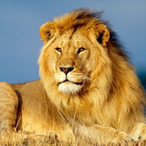 African Lion King