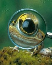 Frog - wallpaper preview
