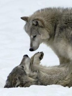 Wolf Play Time - wallpaper preview