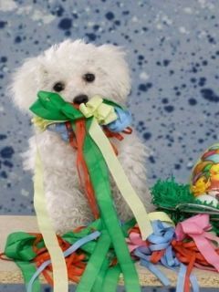 Cachorrinho Fofo com Fitas Coloridas