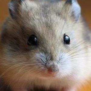 Close-Up de Hamster Fofo