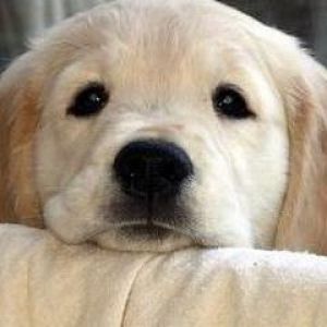 Adorável Filhote de Golden Retriever