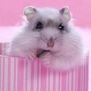 Hamster Fofo na Caixa Rosa