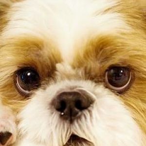 Cachorro Fofo em Close-Up